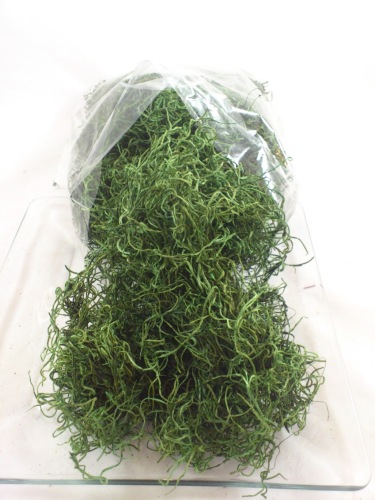 Tillandsia 200 gr. vert de mousse